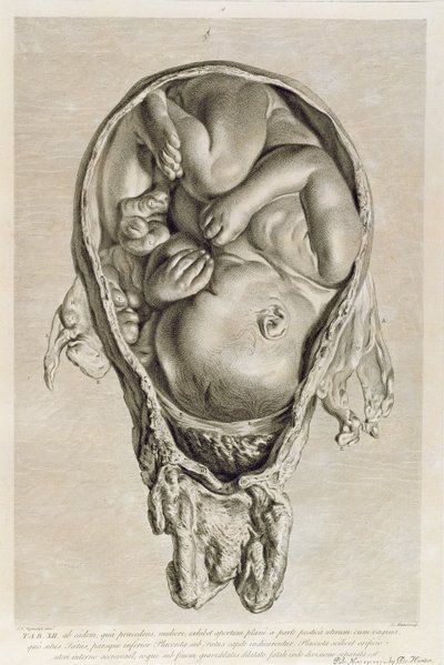 Dibujo anatómico de un feto en el útero, grabado por François Simon Ravenet (1706-74) pub. 1774 de Jan van Rymsdyk
